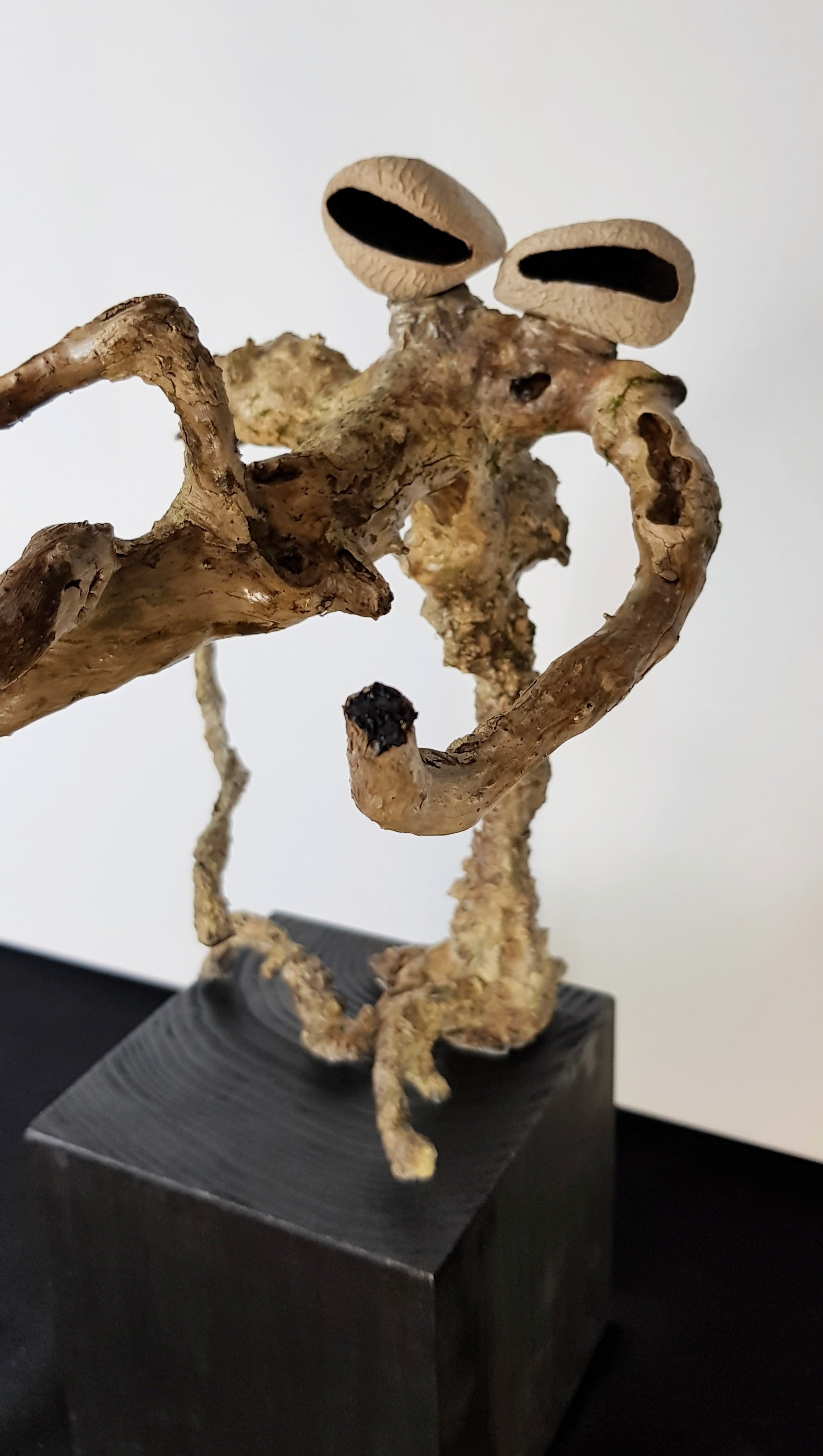 Céphalopode - Vue 1